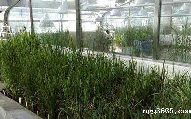 植物培养气候室