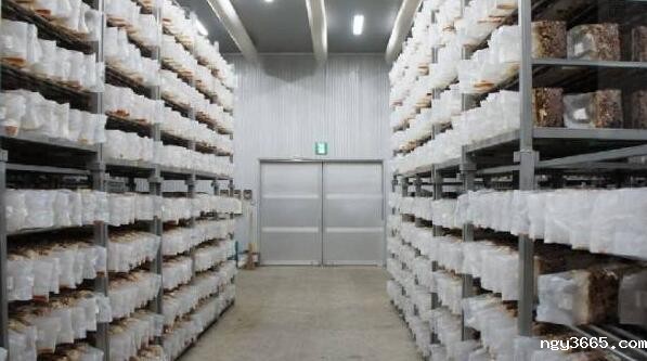 食用菌工厂化设计